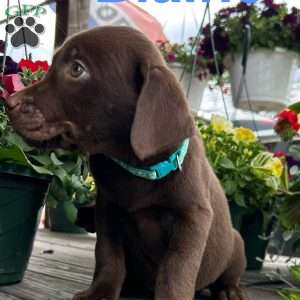 Blaine, Chocolate Labrador Retriever Puppy